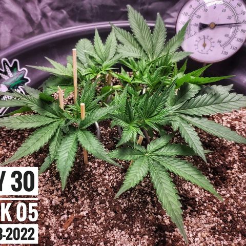 Strawberry Banana growlog photo: - 6:00pm