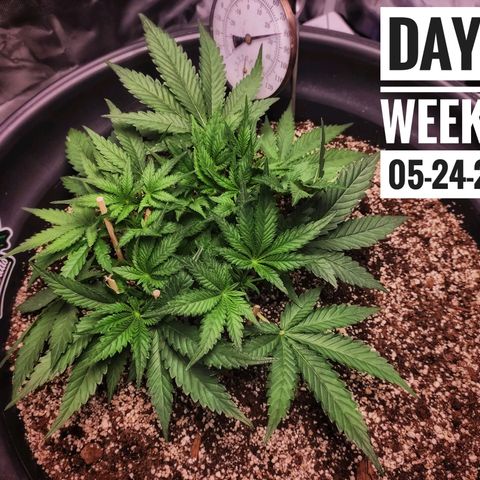 Strawberry Banana growlog photo: - 7:30pm