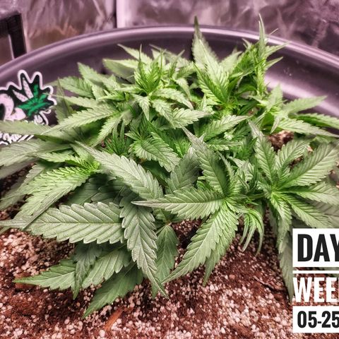 Strawberry Banana growlog photo: - 7:00pm