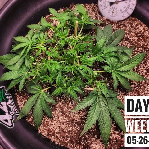 Strawberry Banana growlog photo: - 9:00pm

*after heavy defoliation