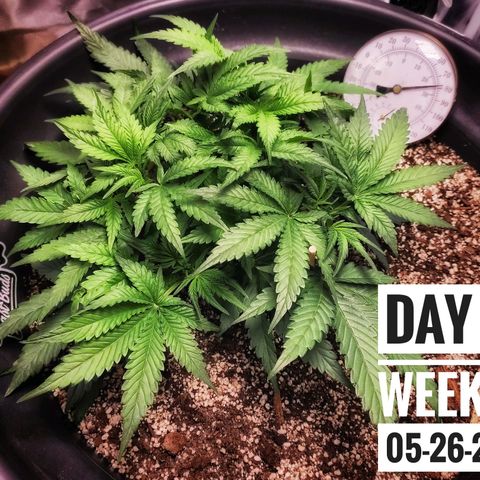 Strawberry Banana growlog photo: - 8:30pm
