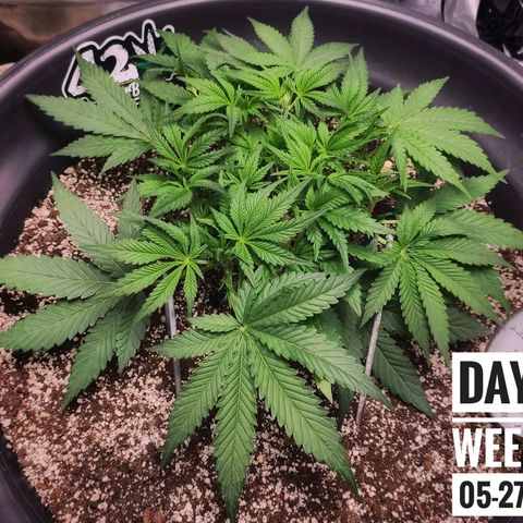 Strawberry Banana growlog photo: - 10:30pm