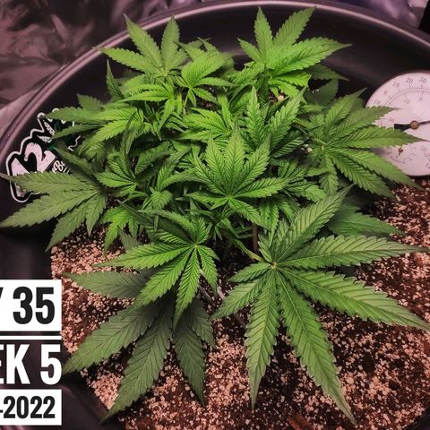 Strawberry Banana growlog photo: - 8:30pm