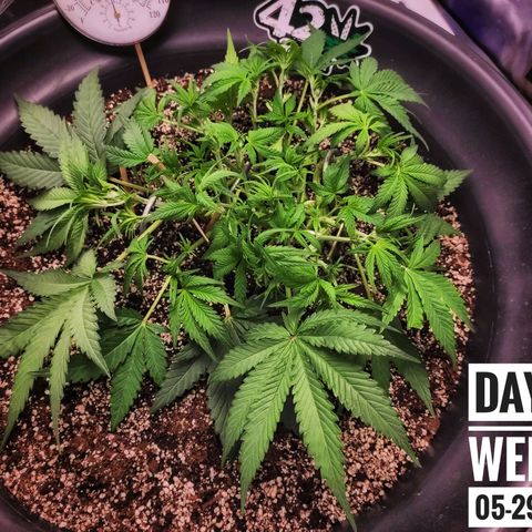 Strawberry Banana growlog photo: - 3:30pm

* Another defoliation
