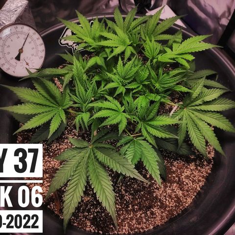 Strawberry Banana growlog photo: - 5:30pm