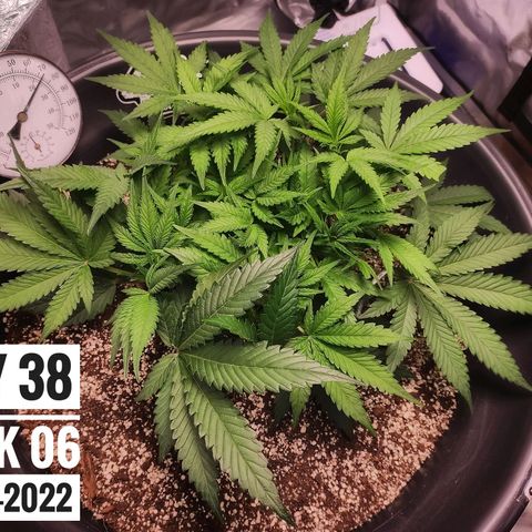 Strawberry Banana growlog photo: - 7:30pm