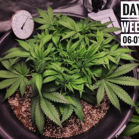Strawberry Banana growlog photo: - 9:00pm