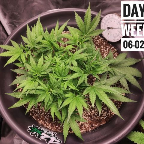 Strawberry Banana growlog photo: - 6:00pm