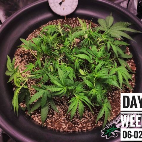 Strawberry Banana growlog photo: - 6:30am