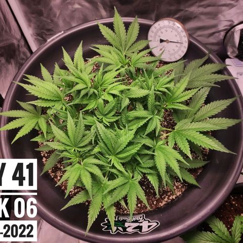Strawberry Banana growlog photo: - 5:30pm