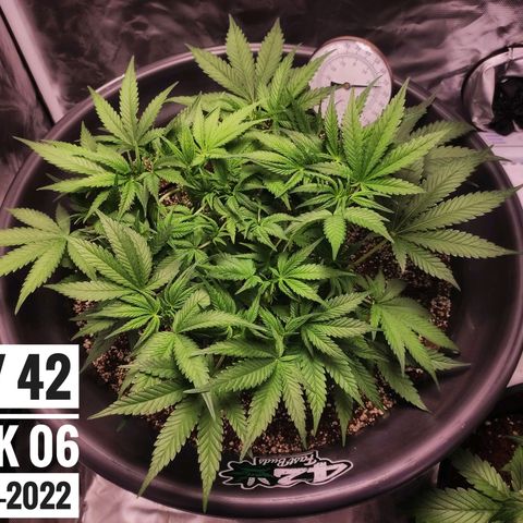 Strawberry Banana growlog photo: - 5:30pm