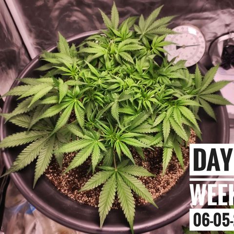Strawberry Banana growlog photo: - 6:30pm