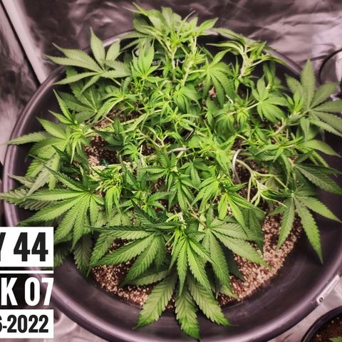 Strawberry Banana growlog photo: - 8:00am

* After another defoliation. This just grows new leaf like wildfire.