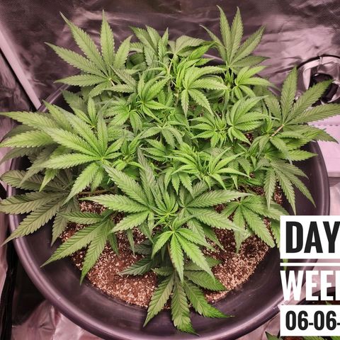Strawberry Banana growlog photo: - 7:00pm