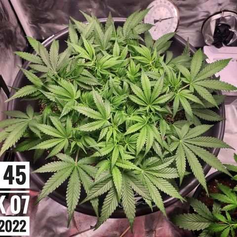 Strawberry Banana growlog photo: - 8:00pm