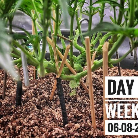 Strawberry Banana growlog photo: - 7:30pm