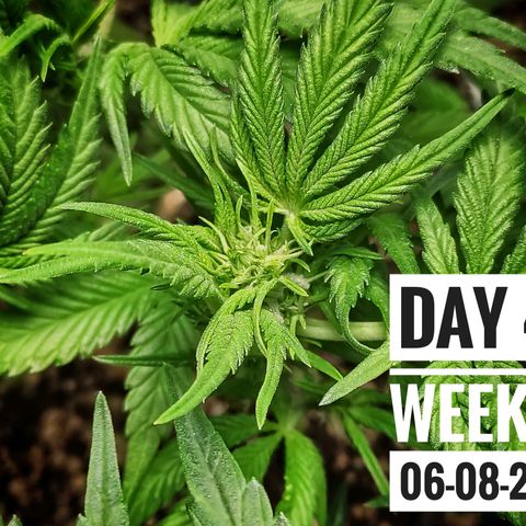 Strawberry Banana growlog photo: - 7:30pm