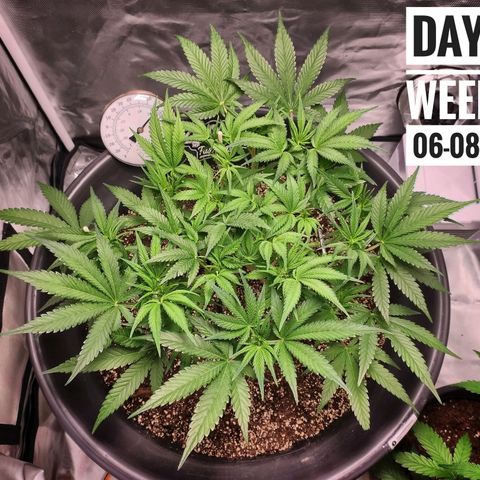 Strawberry Banana growlog photo: - 7:30pm