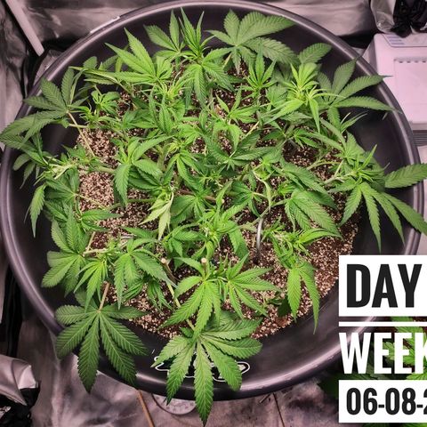 Strawberry Banana growlog photo: - 8:30am

* after major defoliation & lollipoping