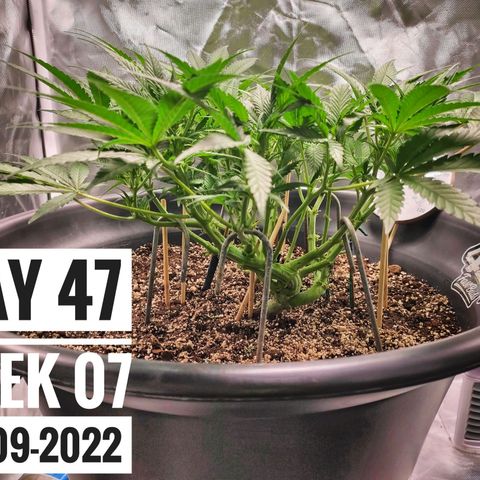 Strawberry Banana growlog photo: - 6:00pm