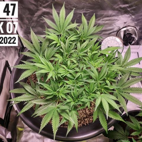 Strawberry Banana growlog photo: - 6:00pm