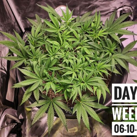 Strawberry Banana growlog photo: - 6:00pm