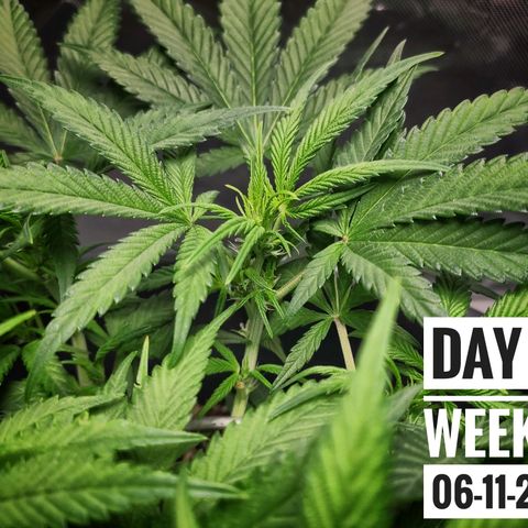 Strawberry Banana growlog photo: - 7:00pm