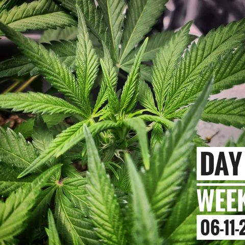 Strawberry Banana growlog photo: - 7:00pm