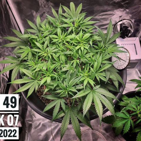 Strawberry Banana growlog photo: - 7:00pm