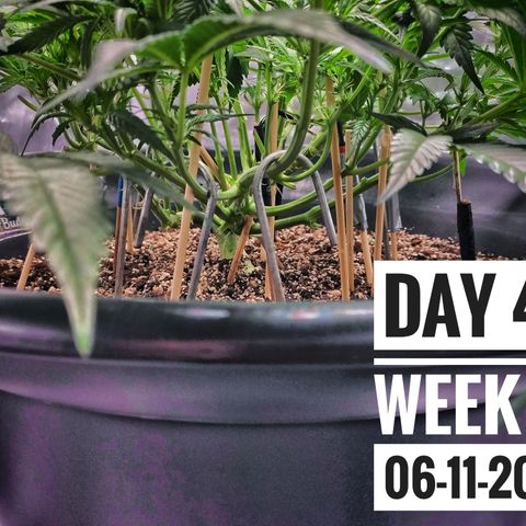 Strawberry Banana growlog photo: - 7:00pm