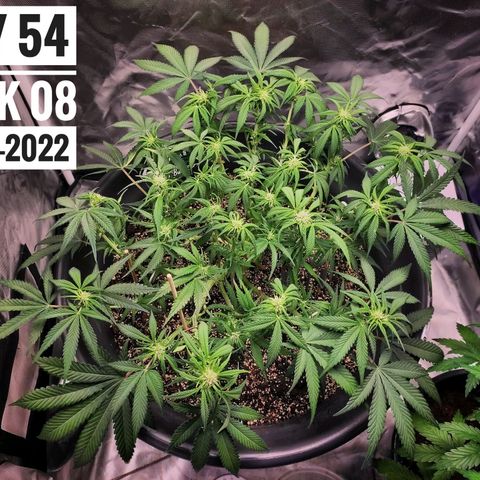 Strawberry Banana growlog photo: - 10:55pm

* After very heavy defoliation... again 😳