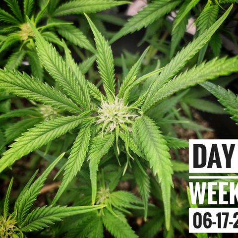 Strawberry Banana growlog photo: - 5:30pm