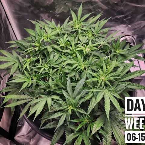 Strawberry Banana growlog photo: - 5:30pm