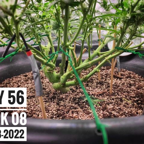 Strawberry Banana growlog photo: - 5:30pm
