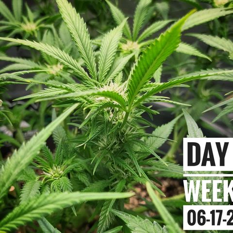 Strawberry Banana growlog photo: - 5:30pm