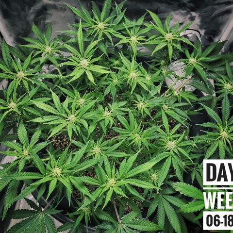 Strawberry Banana growlog photo: - 5:30pm