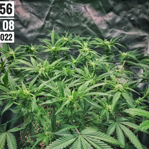 Strawberry Banana growlog photo: - 5:30pm
