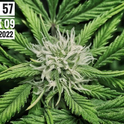 Strawberry Banana growlog photo: - 5:00pm