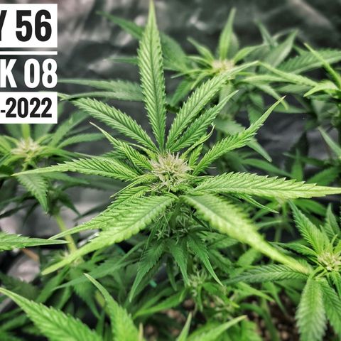 Strawberry Banana growlog photo: - 5:30pm