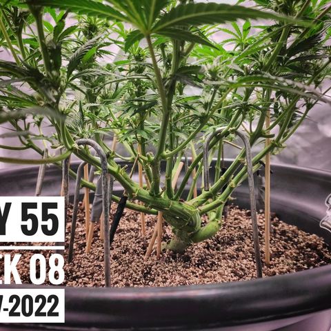 Strawberry Banana growlog photo: - 5:30pm