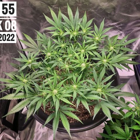 Strawberry Banana growlog photo: - 5:30pm