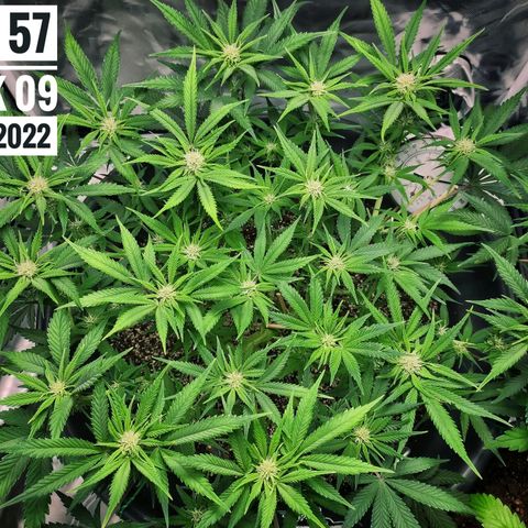 Strawberry Banana growlog photo: - 5:00pm