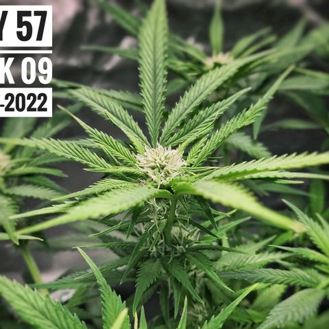Strawberry Banana growlog photo: - 5:00pm