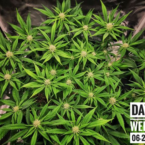 Strawberry Banana growlog photo: - 5:30pm
