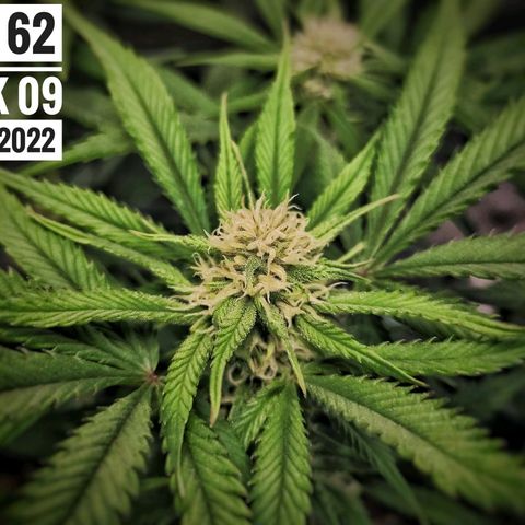 Strawberry Banana growlog photo: - 6:00pm