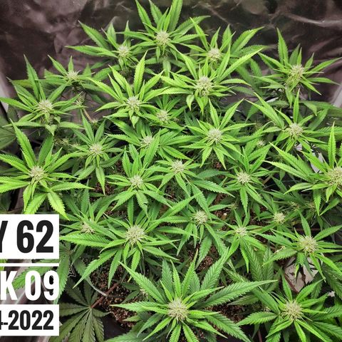 Strawberry Banana growlog photo: - 6:00pm