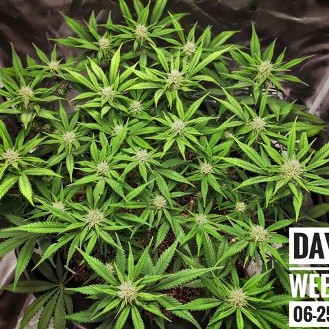 Strawberry Banana growlog photo: - 9:00pm