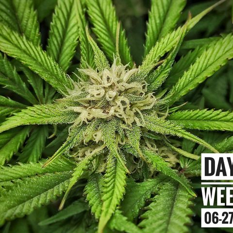 Strawberry Banana growlog photo: - 6:00pm