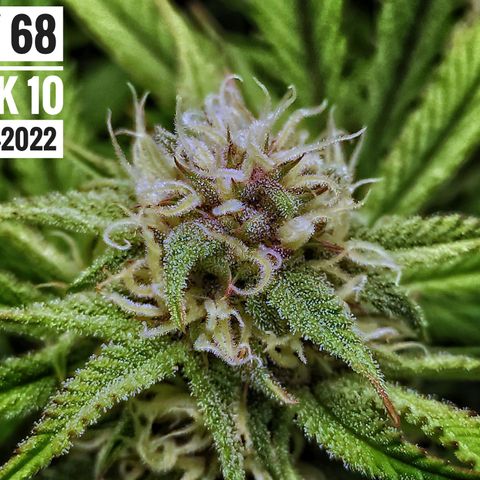 Strawberry Banana growlog photo: - 5:45pm

* We have some purple colour coming through... Is not a purple strain but have seen photos of other peoples grows displaying strong purple colours. Would be wild if this girl finished with strong pink/purple calyxes. Fingers crossed!