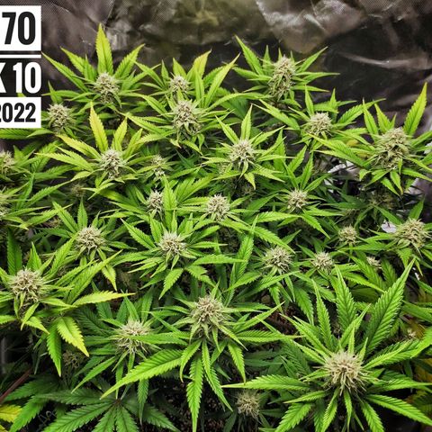 Strawberry Banana growlog photo: - 5:00pm